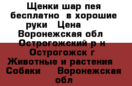 Щенки шар-пея бесплатно, в хорошие руки › Цена ­ 1 - Воронежская обл., Острогожский р-н, Острогожск г. Животные и растения » Собаки   . Воронежская обл.